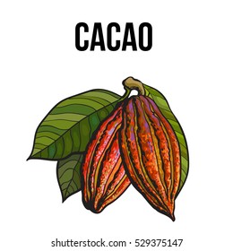 Hand drawn ripe cacao fruit hanging on a branch, sketch style vector illustration isolated on white background. Colorful illustration of cacao fruit with leaves hanging on a tree