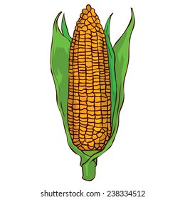 Hand drawn ripe corn on the cob.