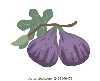 Hand drawn ripe figs on branch clip art. Purple ripe fig fruit growing on branch with leaves, isolated vector illustration. Healthy organic food