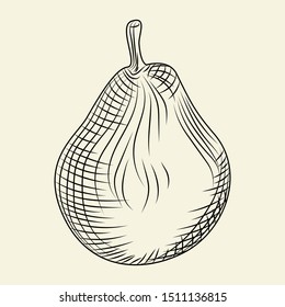 Hand drawn ripe pear isolated on background. Engraving vintage style. Vector illustration