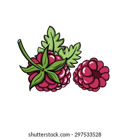 Hand drawn ripe raspberry on the white background. Vector illustration