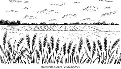Hand drawn of ripe wheat field under cloudy sky with distant trees and cultivated land