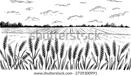 Hand drawn of ripe wheat field under cloudy sky with distant trees and cultivated land