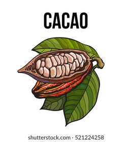 Hand drawn ripe whole and cut cacao fruits hanging on a branch, sketch style vector illustration isolated on white background. Colorful illustration of half and whole cacao fruit with leaves