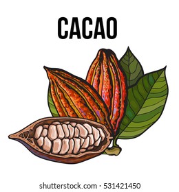 Hand drawn ripe whole and cut cacao fruits hanging on a branch, sketch style vector illustration isolated on white background. Colorful illustration of half and whole cacao fruit with leaves