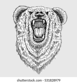 Hand drawn roaring bear head, vector