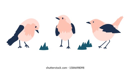 hand drawn robin bird vector illustration. creative nursery designs for kids room, fabric, wrapping, wallpaper, textile, apparel.