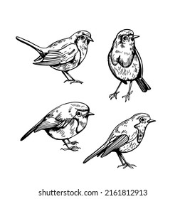 Hand drawn robin (Erithacus rubecula). Vector sketch  illustration.