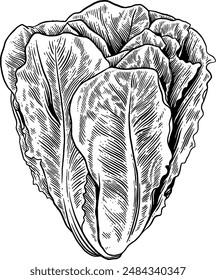 Hand drawn Romaine Lettuce Sketch Illustration