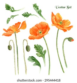 Hand drawn romantic watercolor Poppies, high quality botanical illustration. Elements for design of greeting cards, invitations / Vector Illustration