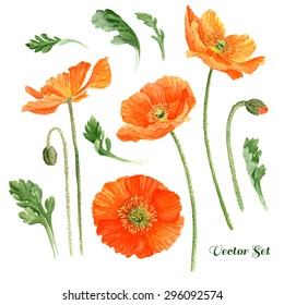 Hand drawn romantic watercolor Poppies, high quality botanical illustration. Elements for design of greeting cards, invitations / Vector Illustration