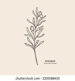 Hand Drawn Rooibos Branch Illustration