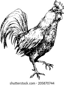 hand drawn rooster