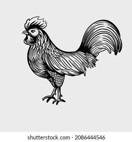 Hand drawn of rooster, chicken, engraved vector illustration. Vector line art.