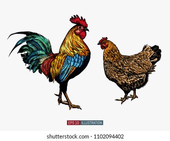 Hand drawn rooster and chicken isolated. Engraved style vector illustration. Template for your design works.