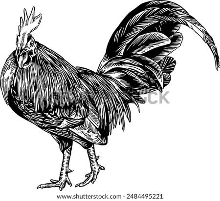 Hand drawn Rooster Chicken Sketch Illustration