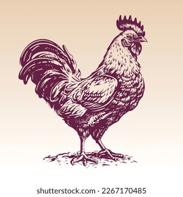 Hand drawn rooster cock illustration. Vintage engraving style woodcut vector illustration Eps 10.