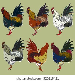 Hand drawn rooster  collection vector illustration