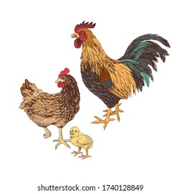 Hand drawn rooster, hen and chicken. Vector illustration in retro style