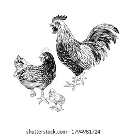 Hand drawn rooster, hen and chicken. Vector illustration in retro style