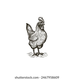 Vector de ilustración de gallo dibujado a mano