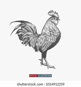 Hand drawn rooster isolated. Engraved style vector illustration. Template for your design works.