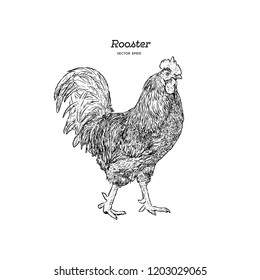 Hand drawn rooster isolated. Engraved style vector illustration. Template for your design works.