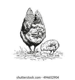 Hand drawn rooster sketch element design. Vector illustration