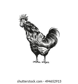 Hand drawn rooster sketch element design. Vector illustration