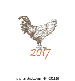 Hand drawn rooster sketch element design. Vector illustration
