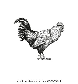 Hand drawn rooster sketch element design. Vector illustration