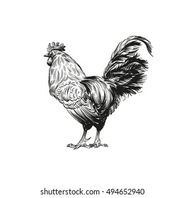 Hand drawn rooster sketch element design. Vector illustration