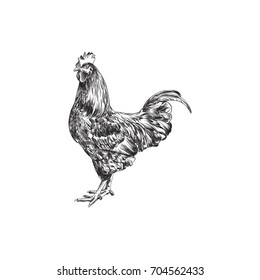 Hand Drawn Rooster Sketch Symbol. Vector Cock Element In Trendy Style.