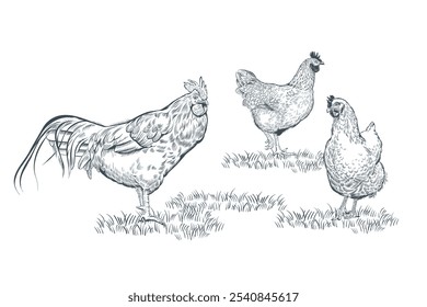 Gallo dibujado a mano y dos gallinas




Gallo dibujado a mano y dos gallinas. Ilustración vectorial de aves de corral en estilo lineal 
