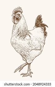 Hand drawn rooster vector illustration. Realistic monochrome ink drawing of rooster