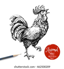 Hand drawn rooster vector illustration. Sketch chicken isolated on white background with pencil and label banner. Symbol of new year 2017