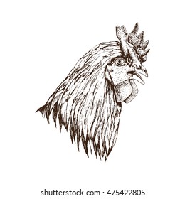 Hand drawn rooster, vector illustration