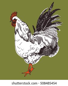 Hand drawn rooster vector illustration