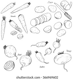 hand drawn root vegetables, carrots, potatoes, radishes and turnips, food vector illustration