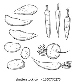 Hand drawn root vegetables  on white background.Carrots, potatoes, sweet potatoes. Vector sketch  illustration. 