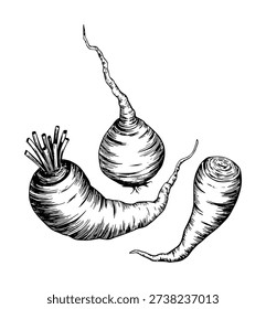Hand Drawn Of Root Vegetables Parsnip Turnip And Beetroot Isolated White