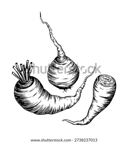 Hand Drawn Of Root Vegetables Parsnip Turnip And Beetroot Isolated White