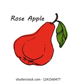 Hand drawn Rose apple isolated on white background. vector illustration.