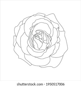 Hand drawn rose, bloom in sketches, line art. Vector illustration. Coloring book for meditation