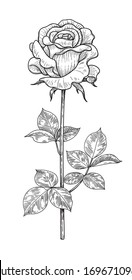 Hand drawn rose bud on stem with leaves isolated on white background. Monochrome flower in vintage style. 