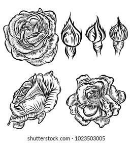 Hand drawn rose etch style set. Rose design elements, garlands and bouquets collection. Vector.