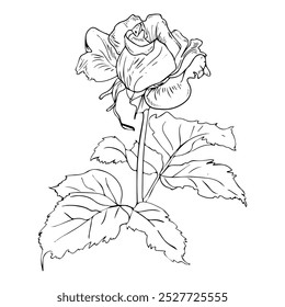 Hand Drawn Rose flower Black and white. Ink drawing with line-art on white backgrounds.