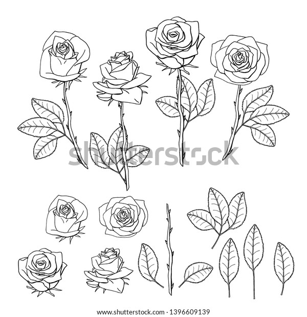 手描きのバラの花 白い背景に花柄のデザインエレメント ストックベクターイラスト のベクター画像素材 ロイヤリティフリー