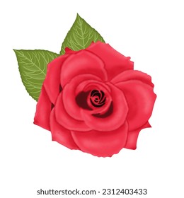 hand drawn rose flower illustration