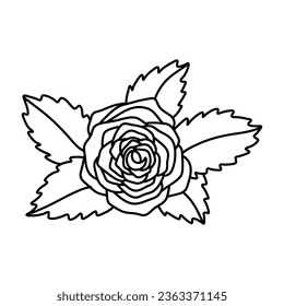 Flor de rosa dibujada a mano aislada en fondo blanco. ilustración vectorial de stock.